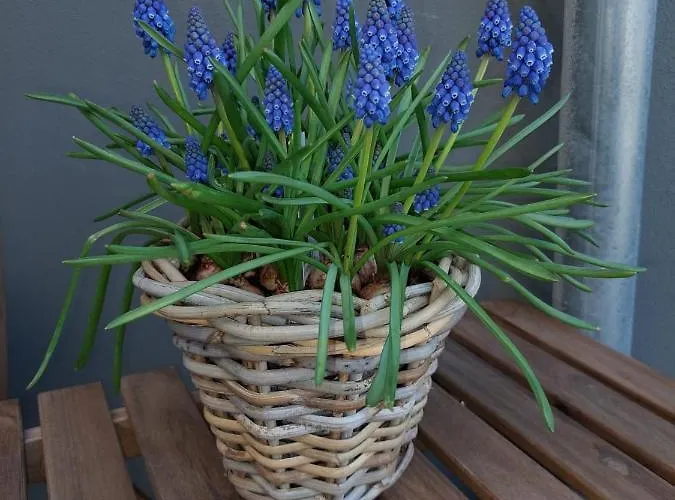 Pipper 4* Зандфорт